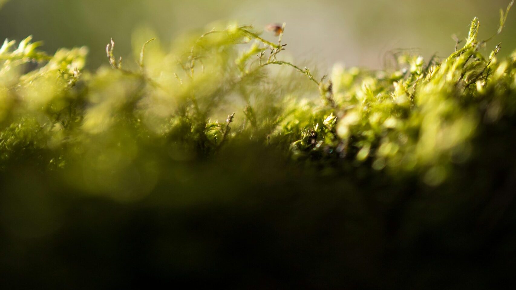 Beautiful close-up shot of green moss with a delicate blurred background, showcasing bokeh and natural texture.